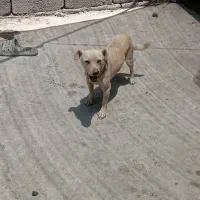 سگ. پاکوتاه شیواوا سفید