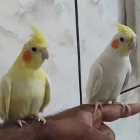 جفت عروس هلندی دستی