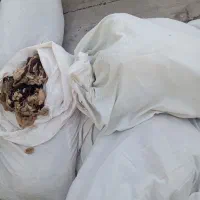 حراج پشم گوسفند تمیز