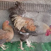 خروس
