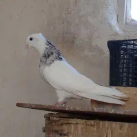 نر و ماده طوقی کاکلی پالخت..سرور و جوجه طوقی
