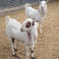 کهره پاکستانی اصل ، نر و ماده ،آبستن