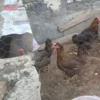مرغ عربی وغاز بزرگ تخم گذار