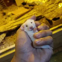 همستر بالغ و بچه‌