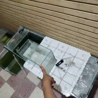 ماهی آکواریوم وته چی زات