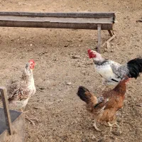 ۶ عدد مرغ و خروس