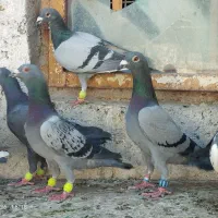 کفتر نرپر