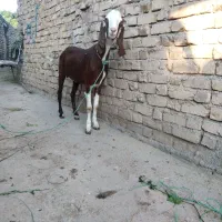 بز فروشی