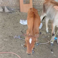 گوساله .نر و ماده جرسی