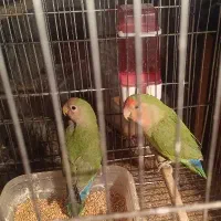 طوطی برزیلی جفت