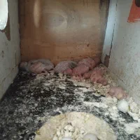 مرغ عشق باجوجه