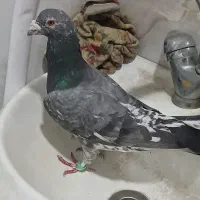 دوتا نر سار قرقری معاوضه با کفتر جوجه یا ساده