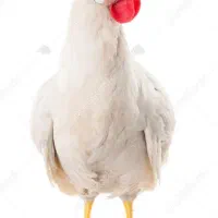مرغ فروشی زنده