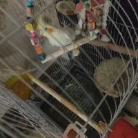 عروس هلندی ماده آماده