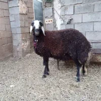 بره قوچی