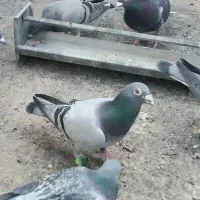 سبز پلاکی بازرگان نشسته