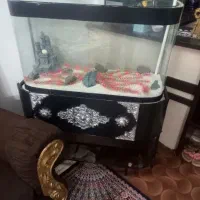 آکواریوم ماهی