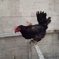 چند تا مرغ مشکی مرندی و گلین ریشو تخمگذار