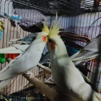 ۹ عدد عروس هلندی