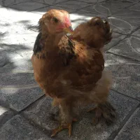 جوجه برهما ی بوف