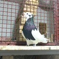 کبوتر طوقی