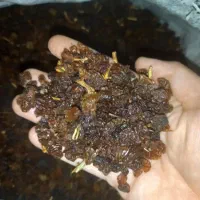کشمش|خوردنی و آشامیدنی|لالجین, |دیوار