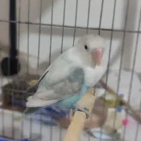 طوطی برزیلی نر
