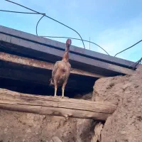 مرغ لاری اصل