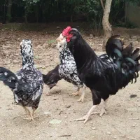 جوجه گلین لری اصل کرچ شو