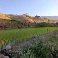 برنج