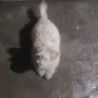 سگ نر خانگی