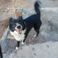 سگ نر