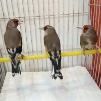 سهره کرمانی نر ضمانتی  در خراسان