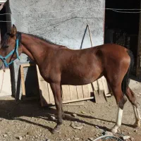 اسب‌مادیان