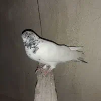 کبوتر نر کله دمبی