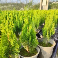 گامیس سبز|گل و گیاه طبیعی|نائین, |دیوار