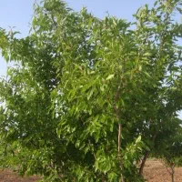 ۳۰۰۰ متر باغ بادام روستای چحارحد