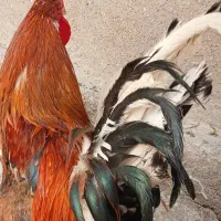خروس|حیوانات مزرعه|اهواز, منبع اب|دیوار