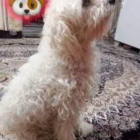 سگ پاکوتاه