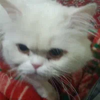 گربه|گربه|مشهد, کوشش|دیوار