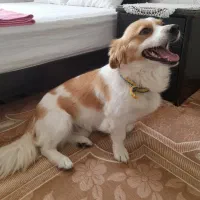 سگ ساکت و آروم