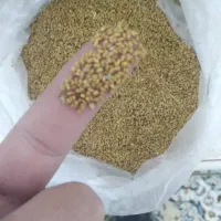بذر یونجه پابلند درجه یک بدون سس بدون تخم علف