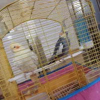 جفت عروس هلندی