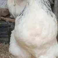 تخم نطفه دار و جوجه برهما