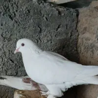 یک جفت کبوتر نقش سفید