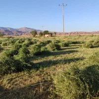 پرس بیده خشک بدون علف