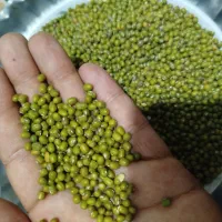 ماش محلی|خوردنی و آشامیدنی|گالیکش, |دیوار
