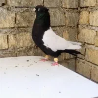 سینه سیاه و آبی