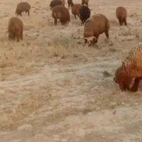 فروش بره  نر سبک ۳۰ تا ۳۵پرواری کشتی
