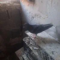 کبوتر
